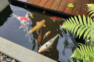 Koi Pond